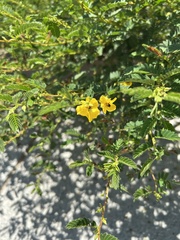 Chamaecrista nictitans
