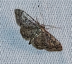 Idaea celtima