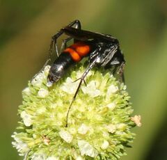 Sericopompilus neotropicalis