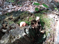 Hapalopilus rutilans