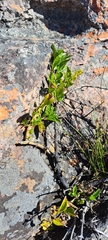 Teedia lucida