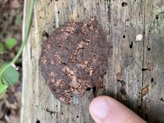 Tubifera