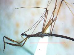 Reduviidae