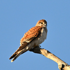 Falco cenchroides