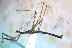 Reduviidae