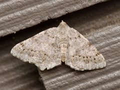Digrammia ocellinata