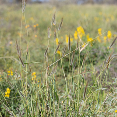 Dichanthium sericeum
