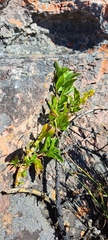 Teedia lucida