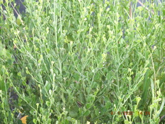 Baccharis glomeruliflora