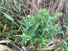 Symphyotrichum firmum