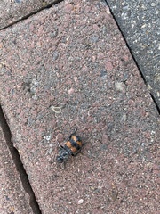 Nicrophorus