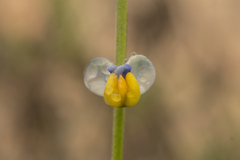 Monnina philippiana