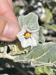 Solanum marginatum