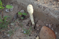 Podaxis