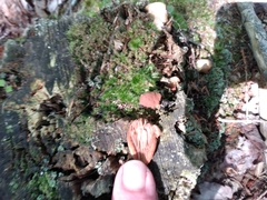 Hapalopilus rutilans