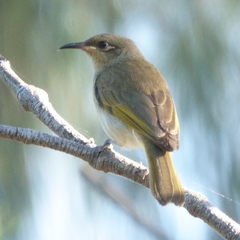 Lichmera indistincta