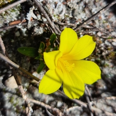 Moraea galaxia