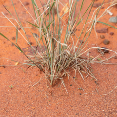 Aristida jerichoensis