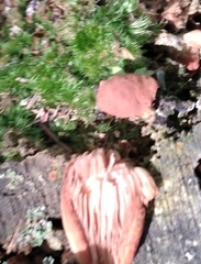 Hapalopilus rutilans