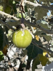 Solanum marginatum
