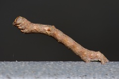Iridopsis defectaria
