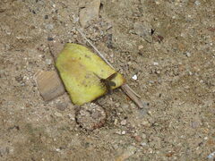 Poecilanthrax lucifer