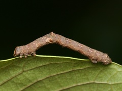 Iridopsis defectaria