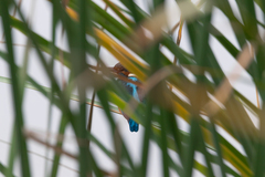 Alcedo atthis ispida