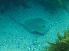 Trygonoptera testacea