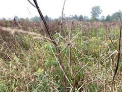 Angelica atropurpurea
