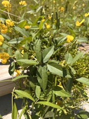 Vigna luteola