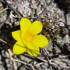 Moraea galaxia