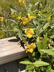 Vigna luteola