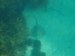 Trygonoptera testacea