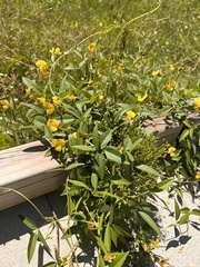 Vigna luteola