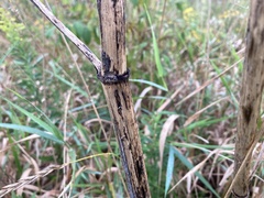 Angelica atropurpurea