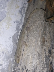 Hemidactylus frenatus