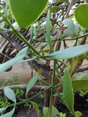 Phoradendron quadrangulare