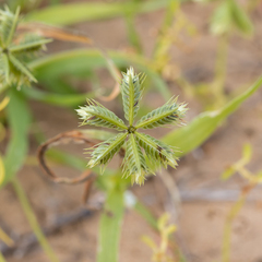 Dactyloctenium radulans