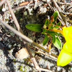 Moraea galaxia