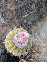 Melocactus curvispinus