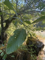 Alnus rubra