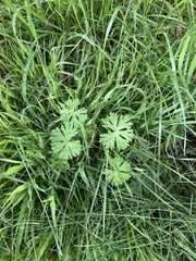 Geranium dissectum