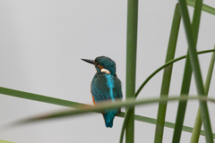 Alcedo atthis ispida