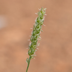 Thyridolepis mitchelliana