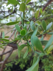 Phoradendron quadrangulare