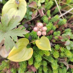 Maianthemum dilatatum