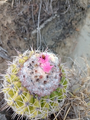 Melocactus curvispinus