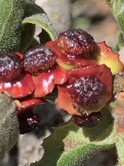 Disholcaspis prehensa