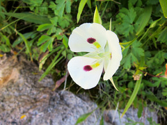 Calochortus eurycarpus